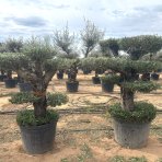 Olivovník európsky (Olea europaea) - výška 130-150 cm, obvod kmeňa 40/50 cm, kont. C90L - MULTI PONPON - 4 POSCHODIA (-12°C)